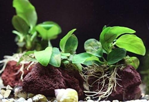 (Anubias Nana Petite Lava Stone) Anubias, Java Fern, Moss and More! Freshwater Live Aquarium Plants on Driftwood for Aquatic Tropical Fish Tank Decorations - Easy to Drop