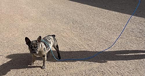 Piggy Poo and Crew 12 Foot Mini Pig Harness Adjustable Harness & Leash for Animals Pigs Ferrets Rabbits Guinea Pigs Dogs Cats Reptile Rodents Small Animals (Blue)