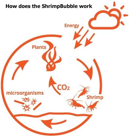 Shrimp Bubble Self-Sustaining Ecosystem