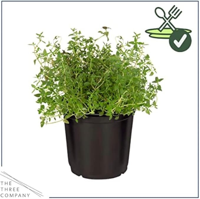 Live Aromatic and Edible Herb - Thyme (4 Per Pack) - Reduces Stress and Anxiety - 6" Tall by 4" Wide