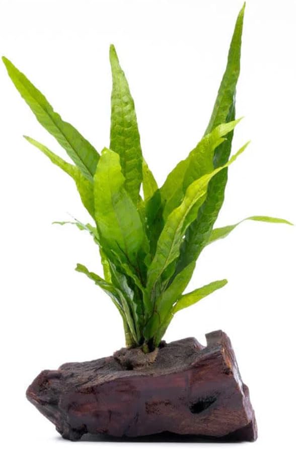 Live Aquarium Plants on Driftwood, Lava Rock, Moss Mat - Freshwater Fish Tank Plants (Java Fern, Driftwood (Small))