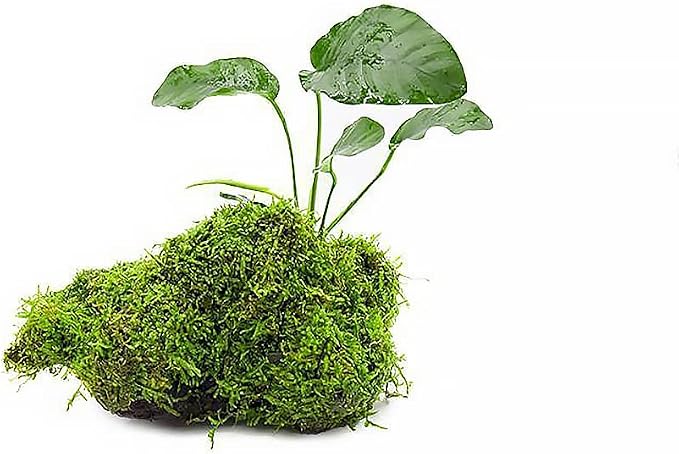 Live Planted Decor - Anubias Barteri & Christmas Moss on Driftwood - Deep Green Leaves with Bright Fronds, Freshwater Aquatic Plant for Foreground to Midground Tank Placement - 1 Pack