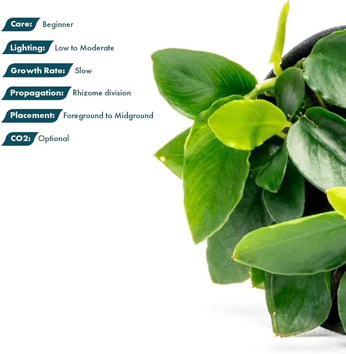 Anubias Live Aquarium Plants - Potted Freshwater Plant for Fish Tanks, Terrariums - Beginner Friendly Low Light (Nana Long Wavy, 3 Pots)