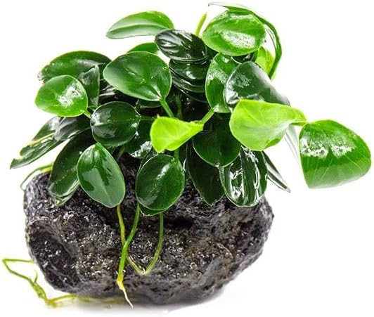 Live Planted Decor - Bucephalandra Godzilla (Bucephalandra sp.) on Lava Stone - Low to Medium Light, Dark Green with Blue Iridescence, Foreground to Midground Tank Placement - 1 Pack