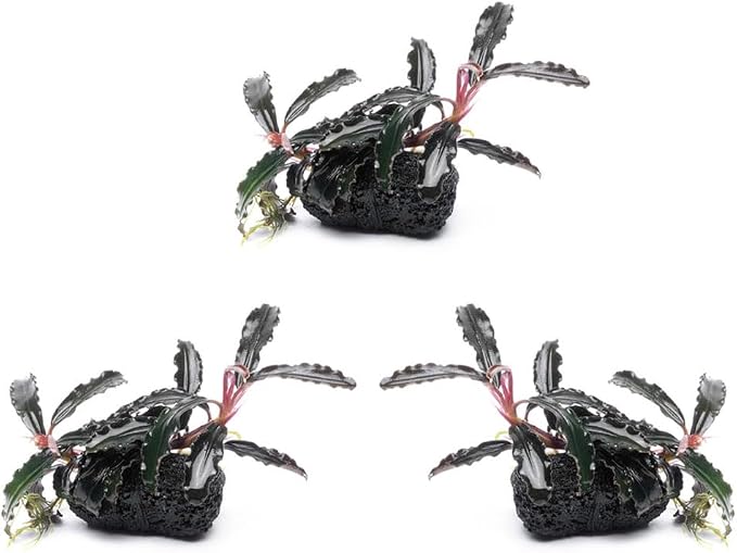 Live Planted Decor - Bucephalandra Godzilla (Bucephalandra sp.) on Lava Stone (Framed) - Dark Green Leaves with Ruffled Edges Aquatic Plant, Low to Medium Light for Aquascaping, 3 Pack