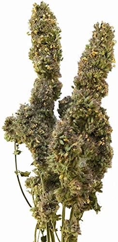 from The Field | Premium Whole Catnip Buds for Cats | Organic, USA-Grown, Fresh & Potent | Natural, Eco-Friendly Cat Treat for Play & Relaxation | Catnip for Indoor Cats | Resealable 4 OZ Bag