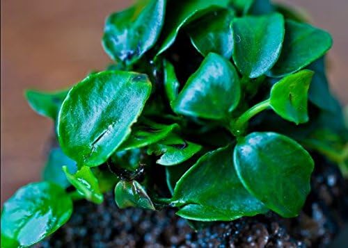 (Anubias Nana Petite Lava Stone) Anubias, Java Fern, Moss and More! Freshwater Live Aquarium Plants on Driftwood for Aquatic Tropical Fish Tank Decorations - Easy to Drop