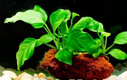 (Anubias Nana Petite Lava Stone) Anubias, Java Fern, Moss and More! Freshwater Live Aquarium Plants on Driftwood for Aquatic Tropical Fish Tank Decorations - Easy to Drop
