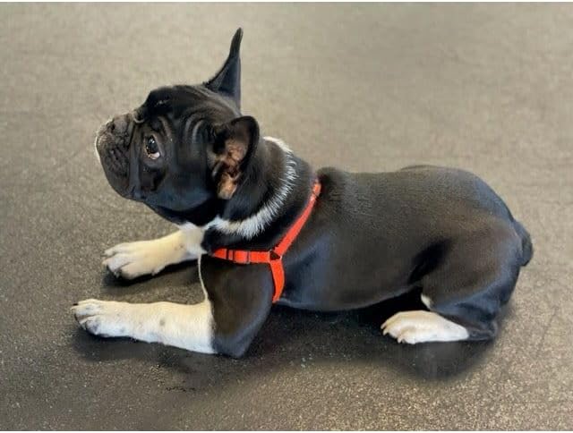 Softouch Sense-ible No-Pull Dog Harness (Red, Extra Small)