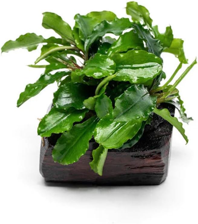 Live Planted Decor - Bucephalandra Green Wavy on Driftwood - Bright Freshwater Aquatic Plant, Low to Medium Light, Foreground to Midground Tank Placement for Aquascaping - 1 Pack