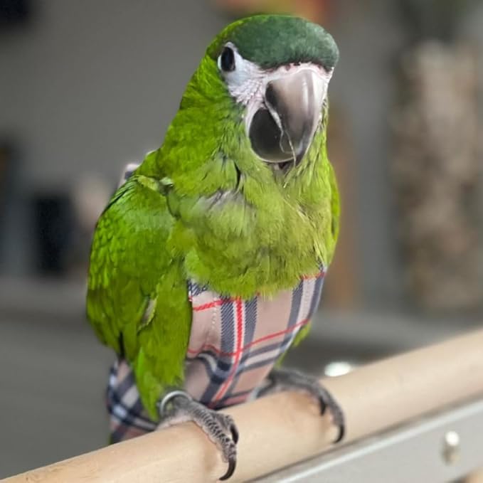Avian Fashions FeatherWear FlightSuit Medium(5) Bird Diaper in BirBerry