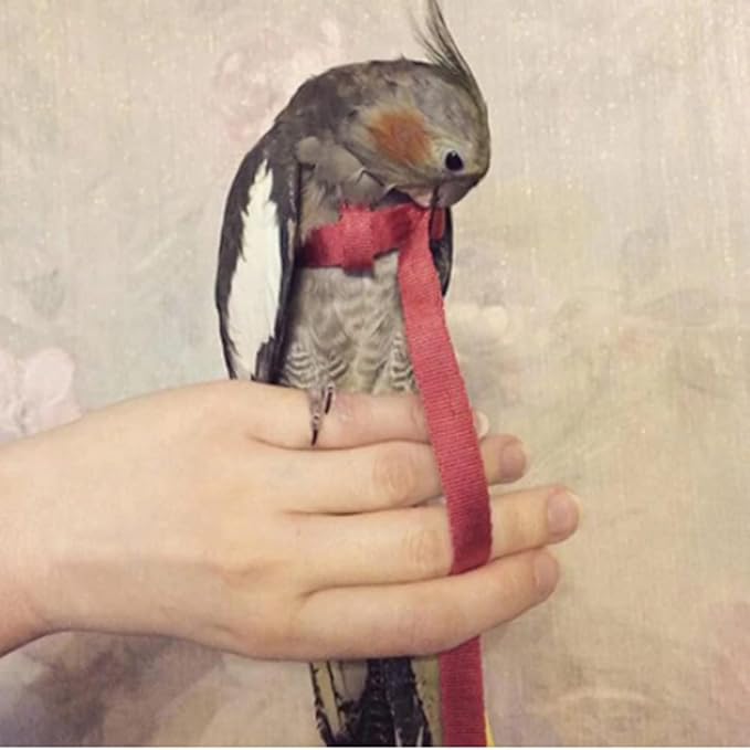 Adjustable Birds Harness and Leash Parrot Harness Leash Training Supplies Pet Anti-bite Outdoor Flying Rope for Conures Budgerigar Lovebird Cockatiel Mynah (M, Red)