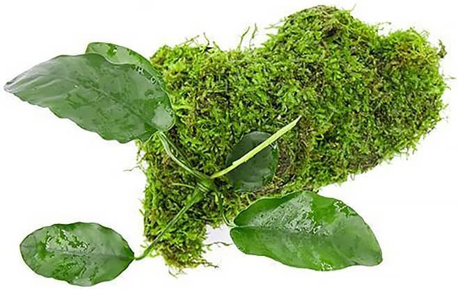 Live Planted Decor - Anubias Barteri & Christmas Moss on Driftwood - Deep Green Leaves with Bright Fronds, Freshwater Aquatic Plant for Foreground to Midground Tank Placement - 1 Pack