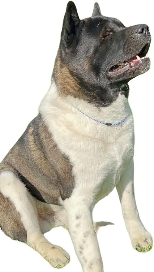 National Leash Mountain Rope Dog ID Collar- Maui - Medium (14"-20") Ultra Lite