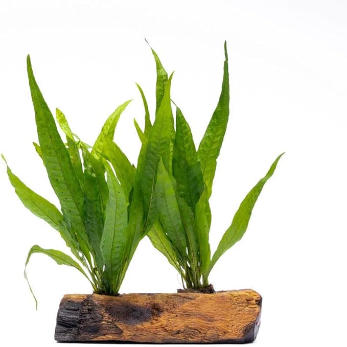 Live Aquarium Plants on Driftwood, Lava Rock, Moss Mat - Freshwater Fish Tank Plants (Java Fern, Driftwood (Medium))