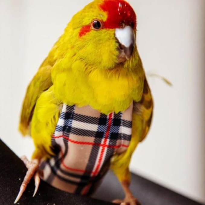 Avian Fashions FeatherWear FlightSuit Petite(1) Bird Diaper in BirBerry