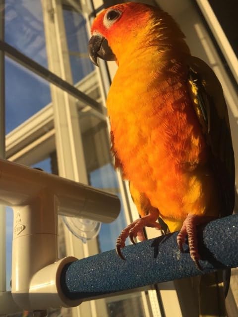 Polly's Portable Window-Shower Perch with Suction Cups for Cockatiels, Macaws, African Greys (Sandy, Small)