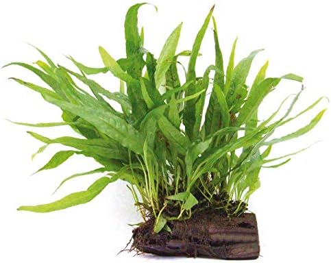 Live Plants on Driftwood | Aquatic Plants for Aquariums and Vivariums (Java Fern on Large 6" Driftwood)