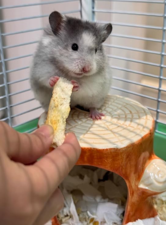 Hamster Hideout, Ceramic Tree Stump Shape Larger Hamster House and Habitats, Hamster cage Accessories, Cool Bed Ideal for All Season Syrian Hamster Dwarf Hamster Gerbil Mice Golden Bear