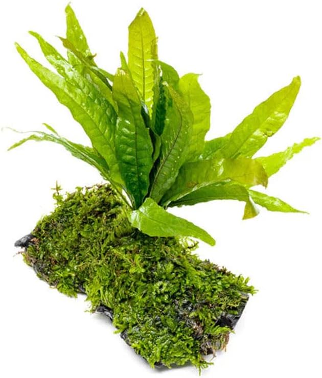 Live Aquarium Plants on Driftwood, Lava Rock, Moss, Fiber Mat - Freshwater Fish Tanks - Easy, Beginner Friendly (Java Fern with Moss, Driftwood (Medium))