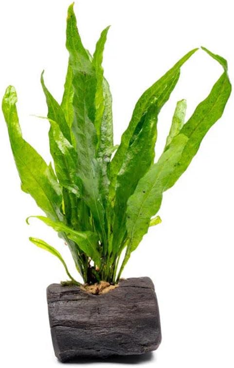 Live Planted Decor - Java Fern on Nano Wood - Midground Rhizome Plant for Aquascaping, Aquarium Decor