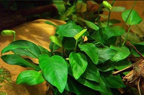 (Anubias Nana Petite Lava Stone) Anubias, Java Fern, Moss and More! Freshwater Live Aquarium Plants on Driftwood for Aquatic Tropical Fish Tank Decorations - Easy to Drop