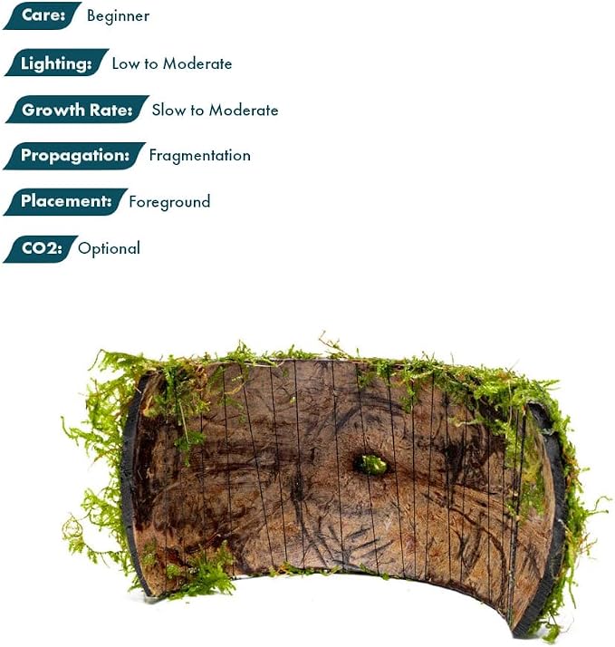 Live Planted Decor - Christmas Moss (Vesicularia montagnei) on Coconut Shell Bridge - Low Light, Green Freshwater Aquatic Plant, Foreground Aquarium Placement for Aquascaping - 1 Pack