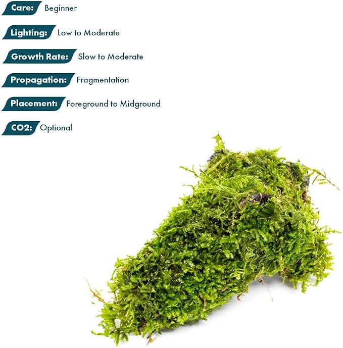 Live Planted Decor - Christmas Moss (Vesicularia montagnei) on Driftwood - Low Light, Green Accent Freshwater Aquatic Plant, Foreground Aquarium Placement for Aquascaping - 1 Pack