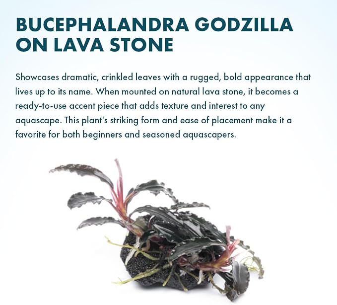 Live Planted Decor - Bucephalandra Godzilla (Bucephalandra sp.) on Lava Stone (Framed) - Dark Green Leaves with Ruffled Edges Aquatic Plant, Low to Medium Light for Aquascaping, 1 Pack