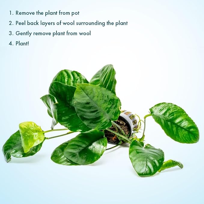 Anubias Live Aquarium Plants - Potted Freshwater Plant for Fish Tanks, Terrariums - Beginner Friendly Low Light (Barteri Wrinkle Leaf, 1 Pot)