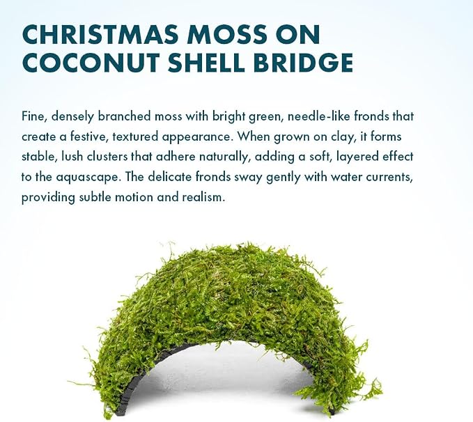 Live Planted Decor - Christmas Moss (Vesicularia montagnei) on Coconut Shell Bridge - Low Light, Green Freshwater Aquatic Plant, Foreground Aquarium Placement for Aquascaping - 1 Pack