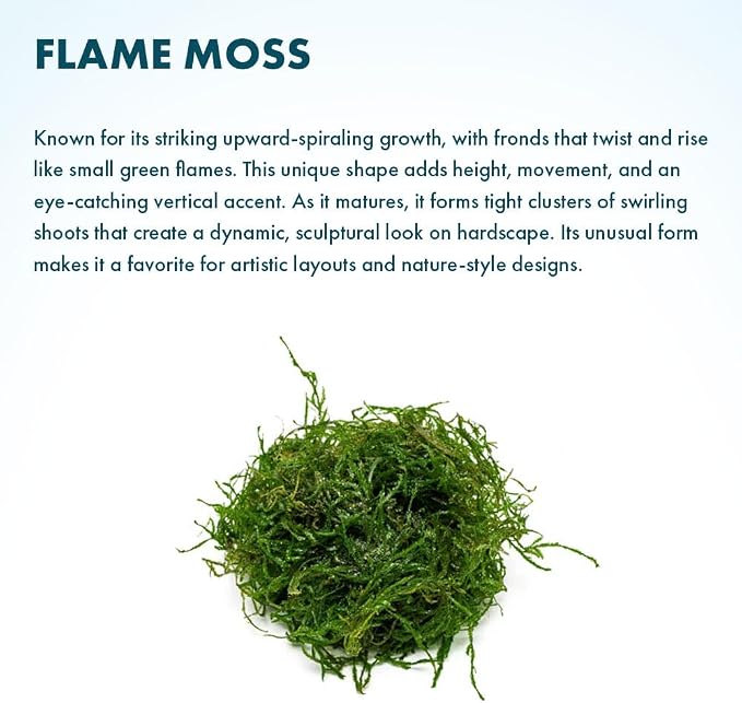 Live Aquarium Plants on Driftwood, Lava Rock, Moss, Fiber Mat - Freshwater Fish Tanks - Easy, Beginner Friendly (Flame Moss on Stainless Steel, (5 Pack))