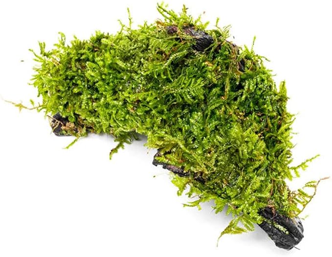 Live Planted Decor - Christmas Moss (Vesicularia montagnei) on Driftwood - Low Light, Green Accent Freshwater Aquatic Plant, Foreground Aquarium Placement for Aquascaping - 1 Pack