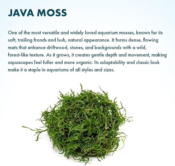 Java Moss Live Aquarium Plant - Freshwater Fish Tank Decorations for Natural Decor (Golf Ball)