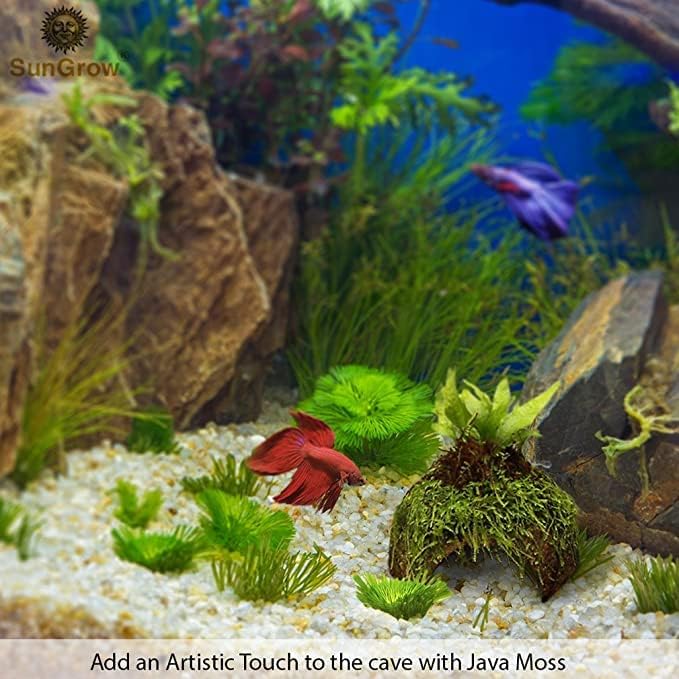 SunGrow Betta Fish Caves, Habitat Made from Coconut Shell, Soft-Textured Smooth Edged Spacious Hideout for Resting and Breeding, 2 Pcs