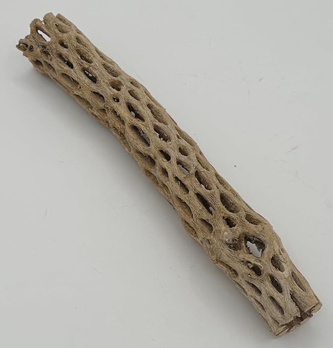 Awesome Aquatic XL Cholla Wood Tubes, Teddy Cane, 12" x up to 2" | XL Hideouts • Hollow tubes • Natural biofilm surface • Secure hideouts • Shrimp plecos hermit crabs reptiles • Natural décor