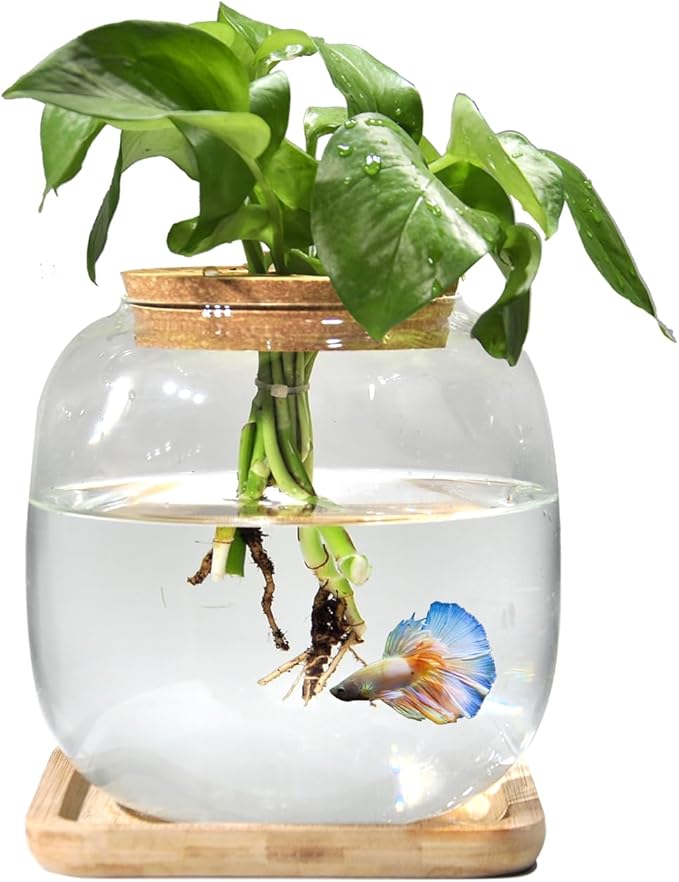 Betta Fish Bowl Glass Small Fish Tank with Bamboo Stand, Plant Propagation Station Hydroponic Terrarium with Lid beta Fish Aquariums 0.6 Gallon