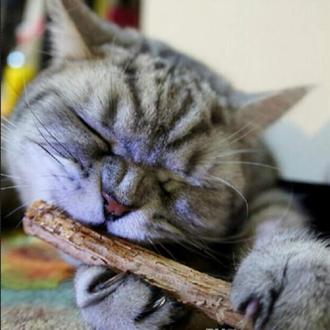 Smokey's Stash 10 Catnip Alternative for Cats Matatabi Silvervine Sticks for Clean Teeth Potent chew Toy