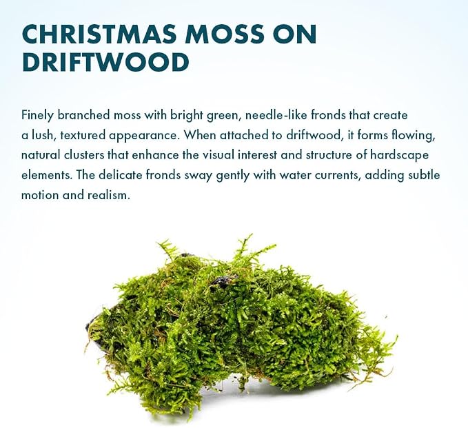 Live Planted Decor - Christmas Moss (Vesicularia montagnei) on Driftwood - Low Light, Green Accent Freshwater Aquatic Plant, Foreground Aquarium Placement for Aquascaping - 1 Pack
