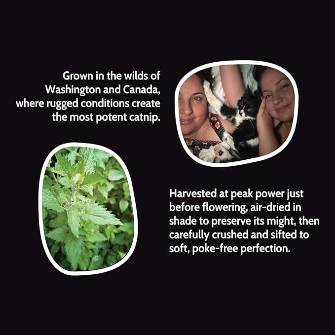 Fiend Catnip + Silvervine for Cats & Kittens Safety-Cut Premium Fine Cat Nip Blend with Vegan Silvervine + Ultra Potent, North American – 1 Cup (34.5g) Go Ahead, Create a Monster!