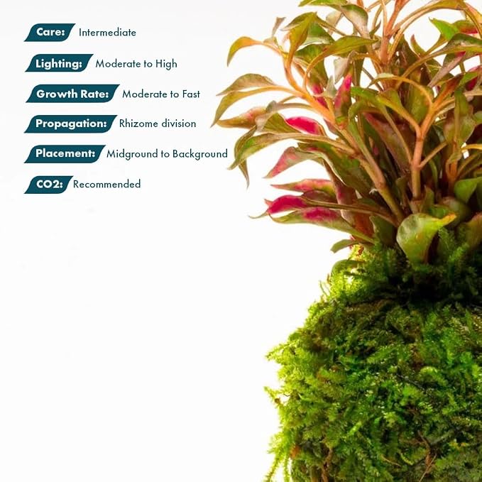 Live Planted Decor - Calico Plant (Alternanthera bettzickiana ‘Red’) on Clay Moss Ball - Pink-Red Stems with Green-Yellow, Medium Light, Midground to Background Placement, 1 Pack