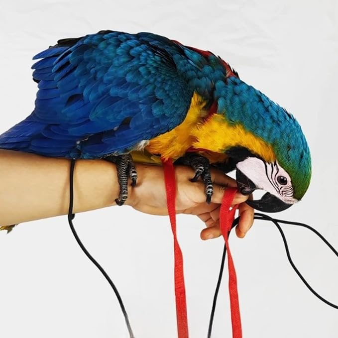 Adjustable Bird Harness with 78.7 Inch Leash, Outdoor Flying Training Rope Kit for Bird Parrots, Parrot Flying Rope Straps Outdoor Training Traction Rope for Small Medium Large Size Birds (XL)