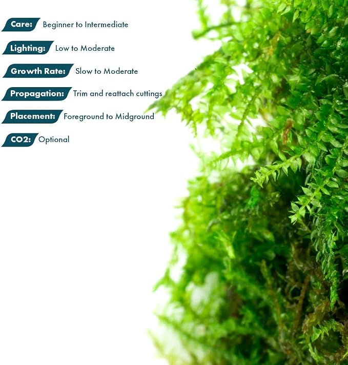 Live Plants - Weeping Moss (Vesicularia ferriei) - Low to Medium Light, Bright Green Accent Freshwater Aquatic Moss, Foreground Placement for Aquascaping - Stainless Steel, 1 Pack