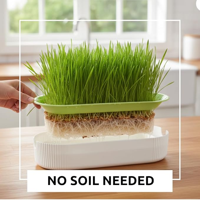 Hydroponic Growing Planters for Gardeners - Indoor Home Soil-Free Planter for Cat Grass, Herbs & Microgreens – Sprouting Container - Office Gift Exchange - No Seeds Included (1)