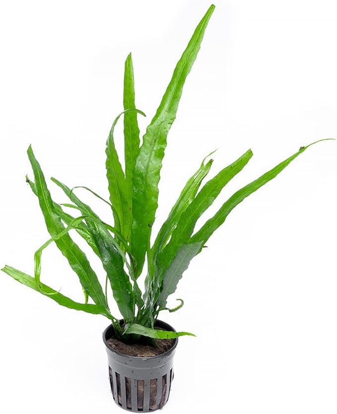 Java Fern Live Aquarium Plants - Potted Freshwater Plant for Fish Tanks - Beginner Friendly, Low Light (Needle Leaf, 1 Pot)