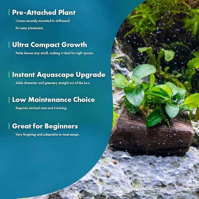 Live Planted Decor - Anubias Nana Petite (Anubias barteri VAR. Nana 'Petite') on Nano Driftwood - Low to Moderate Light, Deep Green Rounded Leaves, Foreground Tank Placement - 1 Pack