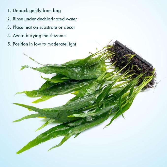 Live Planted Decor - Java Fern 'Narrow' on Plastic Plate - Midground Rhizome Plant for Aquascaping, Aquarium Decor