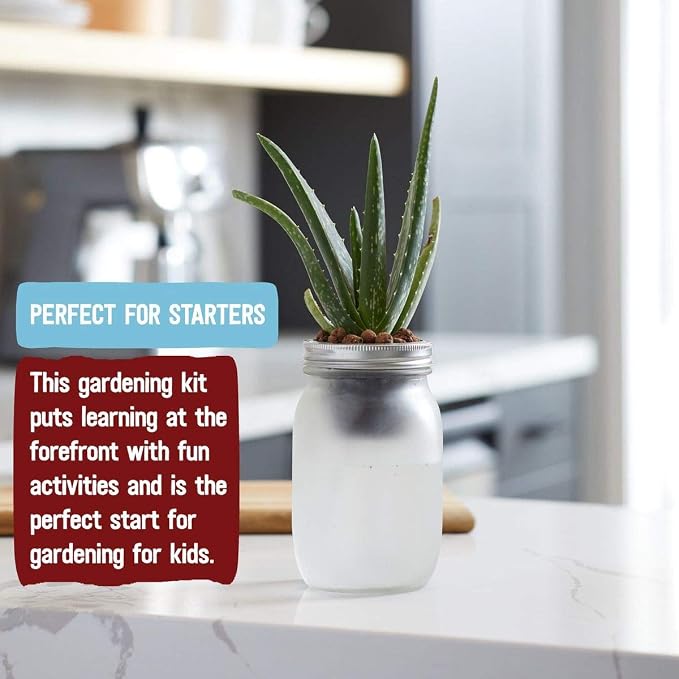 Back to the Roots Self Watering Grow Kit - Glass Hydroponic Planters for Succulents and Cacti Self-Watering System (Pack of 3)