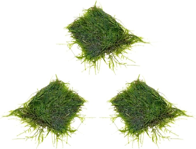 Live Aquarium Plants on Driftwood, Lava Rock, Moss, Fiber Mat - Freshwater Fish Tanks - Easy, Beginner Friendly (Java Moss on Stainless Steel, (3 Pack))