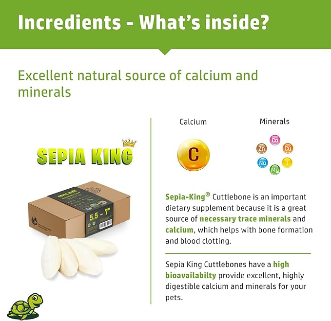 Sepia King - Large - 100% Natural Calcium Supplement - Premium Cuttlebone perfect for Birds, Tortoises, Snails, Reptiles - 5.5 to 7 inch
